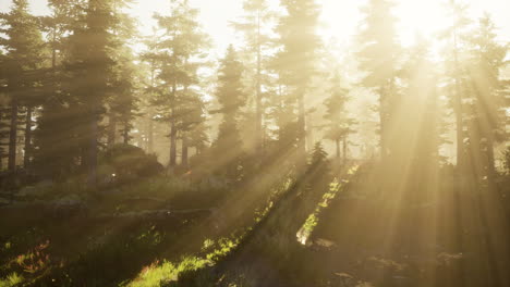 sunbeams streaming through a misty forest