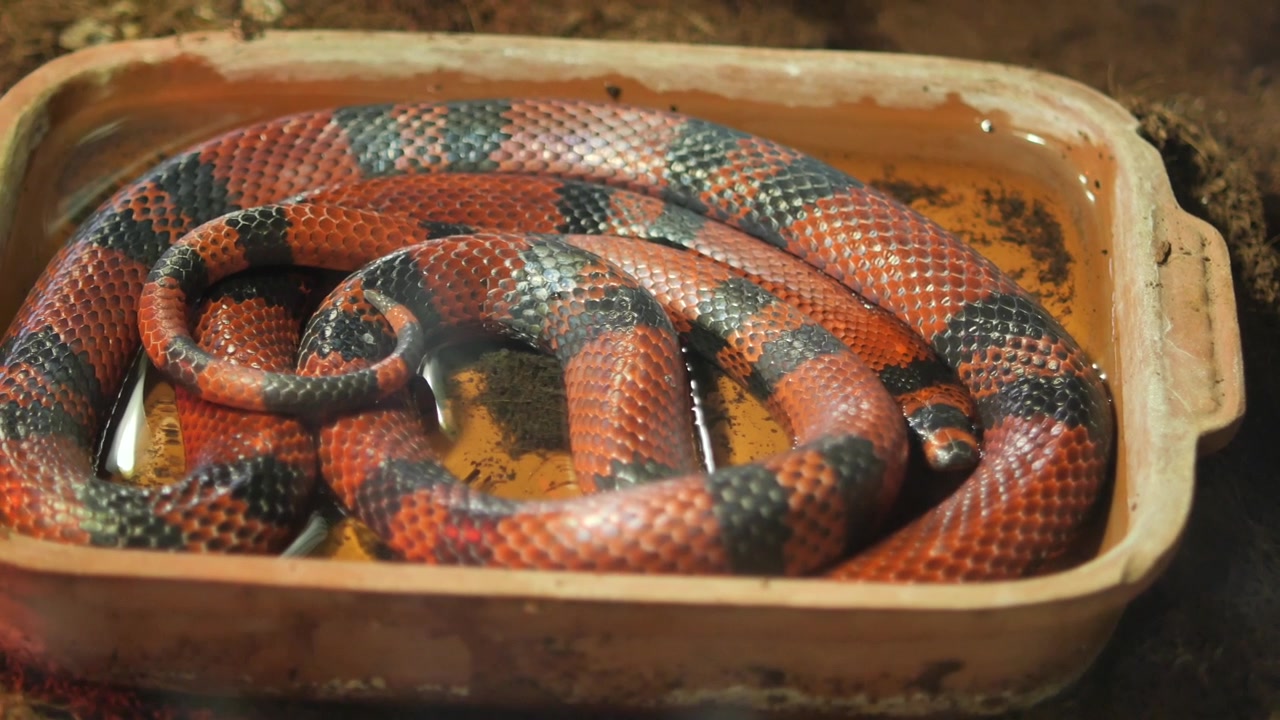 Serpente del latte che riposa in una ciotola d'acqua all'interno di un terrario
