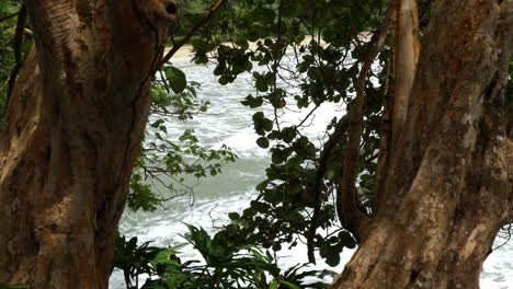 Aesthetic-handheld-shot-of-the-waves-in-the-beach-with-two-trees-and-their-branches-on-the-foreground