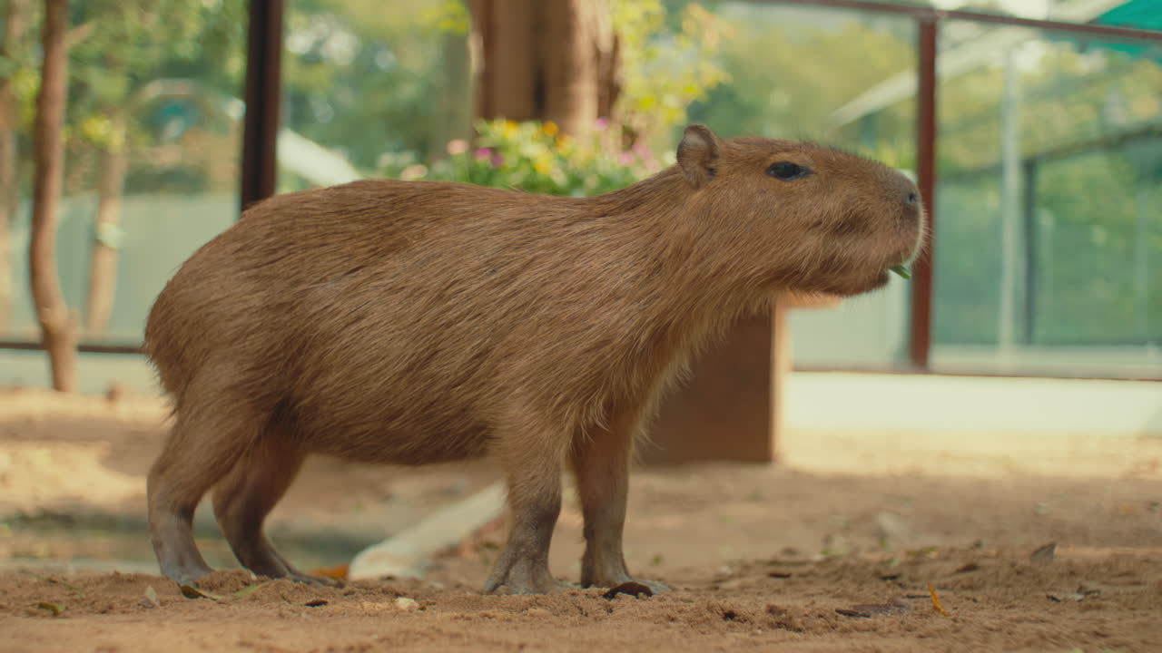 Capybara in a zoo enclosure