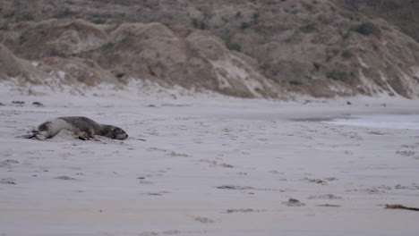 Fauler-Neuseeländischer-Seelöwe-Liegt-Am-Sandigen-Ufer-Der-Sandfly-Bay,-Dunedin,-Neuseeland