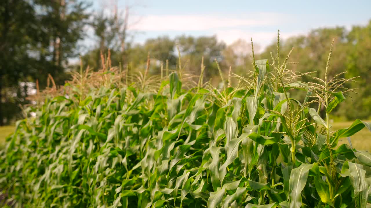 plano medio de la planta de maíz en el campo el día de verano