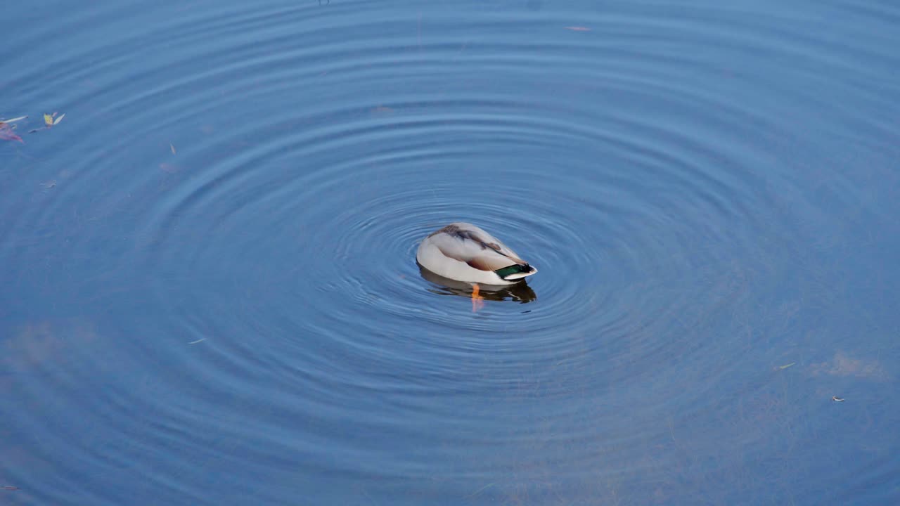 One duck alone in a river, the water is clear and blue