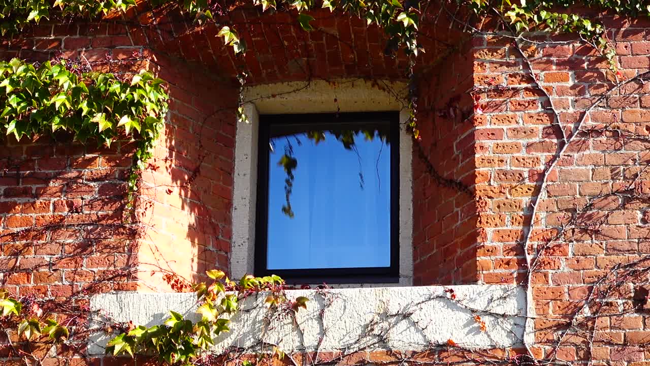 Edera sul muro di mattoni della casa. Riprese in autunno