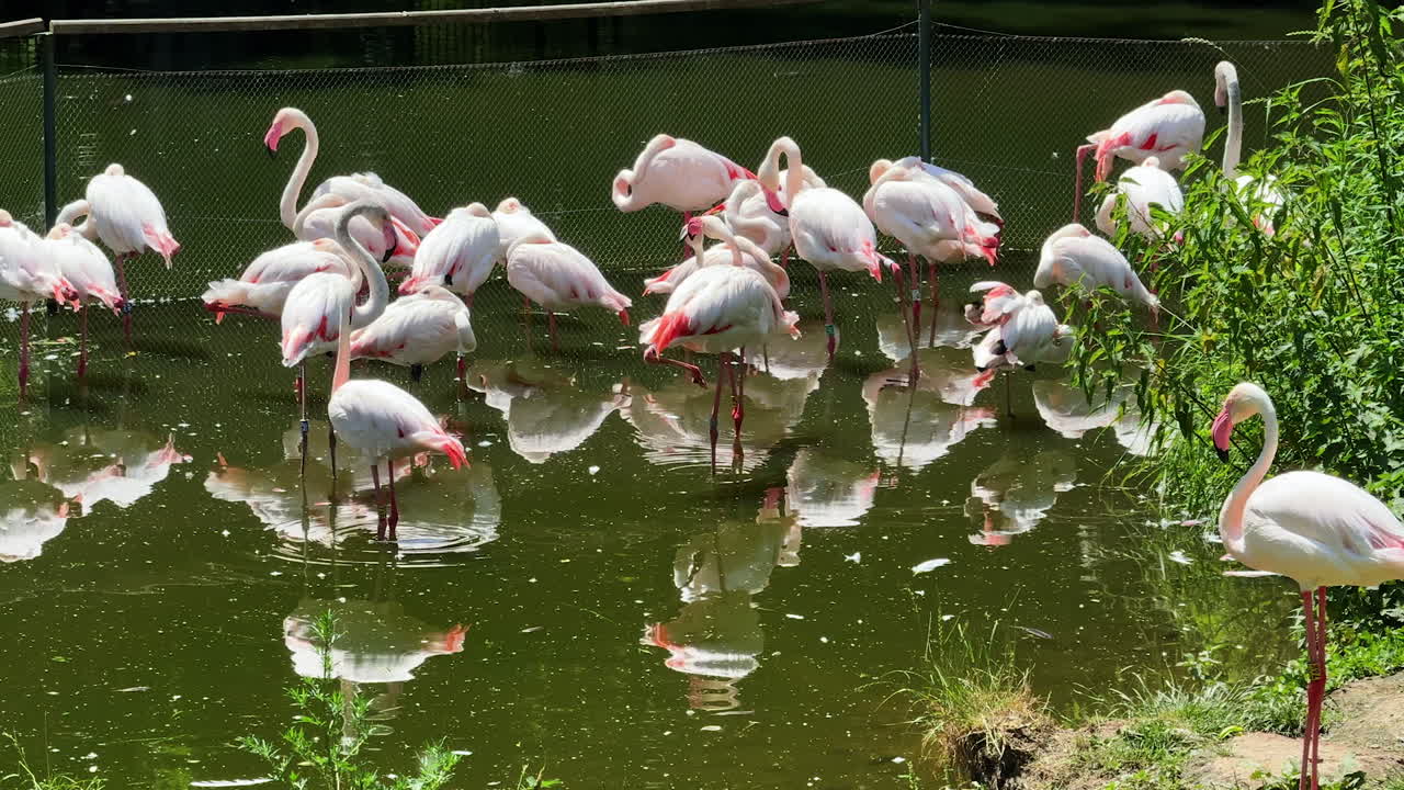 Flamingos in sunny calm water. A flock of flamingos stands in shallow water, reflecting on the surface. Green foliage surrounds the serene setting
