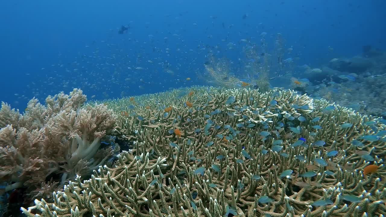 Small blue fish darting in and out of a circular hard coral where they find shelter from predator fish