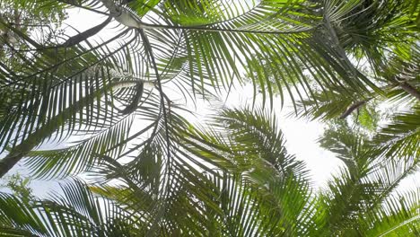 Green-palm-branches-being-moved-by-the-air-and-the-sky-in-the-background