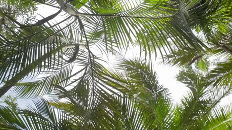 Green palm branches being moved by the air and the sky in the background