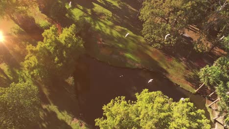 animation of light spots over birds and park