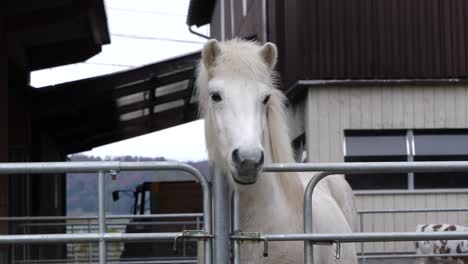 Beautiful-white-horse-in-stable-on-farm,-looking-around-in-nature