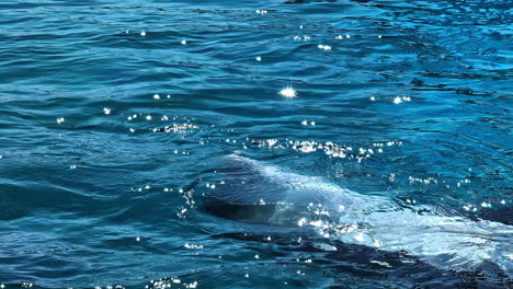 slowmotion view of a bottlenose dolphin playing in the ocean on a sunny day