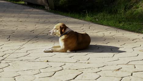 street dog sleeping on quiet park road in front of sunlight on a cold autumn day, lonely dog on street