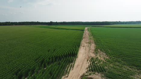 Wonderful-flyover-aerial-of-typical-corn-field-with-barn-building,-dolly-out