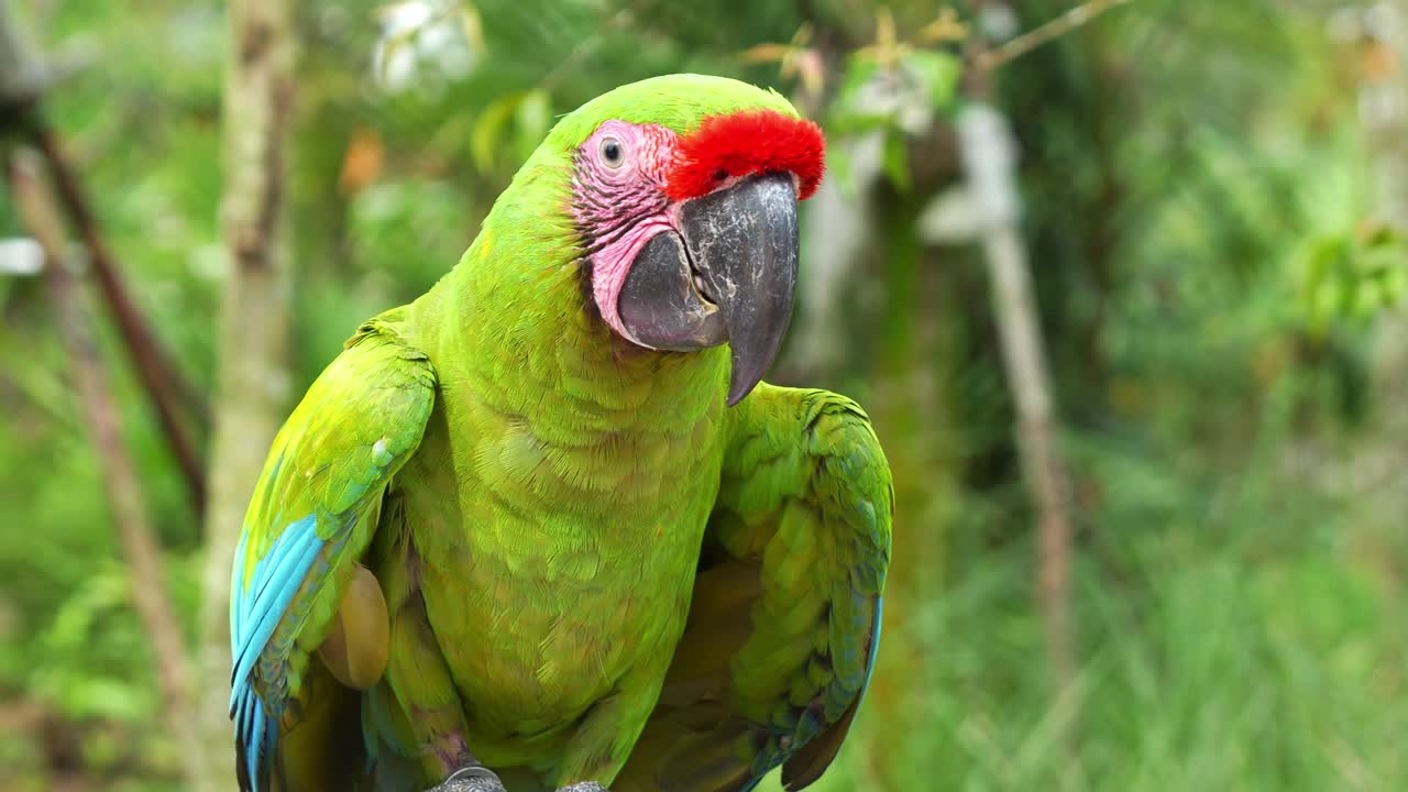 gran guacamayo verde con frente roja, posado en una barra de metal, comiendo comida, fotografía de cerca de especies de aves en peligro crítico de extinción en un recinto de vida silvestre