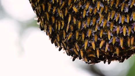 Se-Sabe-Que-Las-Abejas-Melíferas-Gigantes-Construyen-Grandes-Colonias-De-Nidos-Con-Bolsillos-Simétricos-Hechos-De-Cera-Para-Almacenar-Miel-Como-Fuente-De-Alimento.