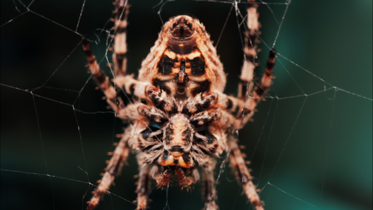 Close up of a spider sitting in its web, showing intricate details of its body and fine silk threads