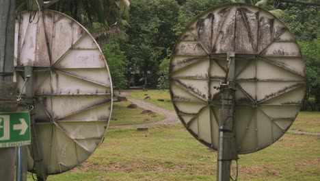 old forgotten parabolas and a live deer eating in the background