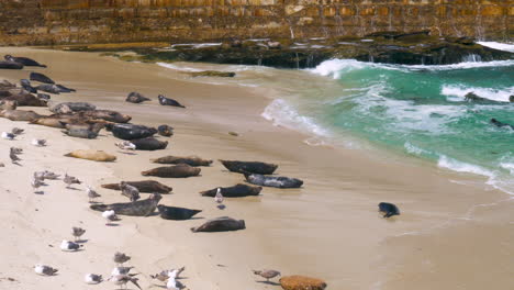 Focas-Tomando-El-Sol-En-Las-Costas-De-San-Diego,-California