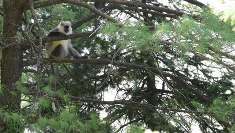 kashmir gray langur sitting on perch in forest