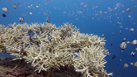 a small patch of finger coral alive with a variety of different reef fish