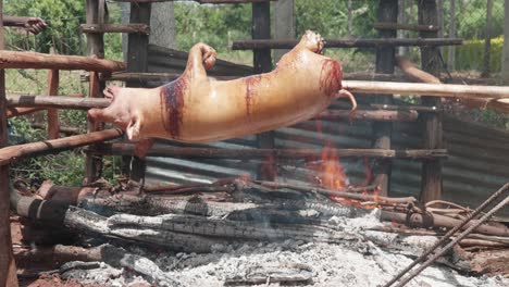 una toma amplia de un cerdo asado en un asador de madera sobre un fuego