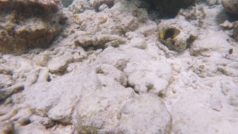 Lemon-Damsel-Fish-Swimming-Over-Coral-Reef-in-Sea
