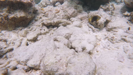 lemon damsel fish swimming over coral reef in sea