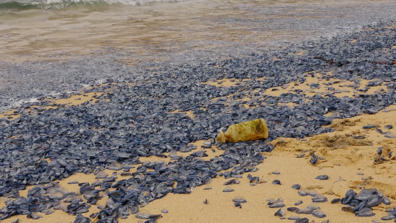 Numerous velella velella, also known as by the wind sailors, washed ashore on a sandy beach with a plastic bottle, highlighting marine pollution and potential environmental impact