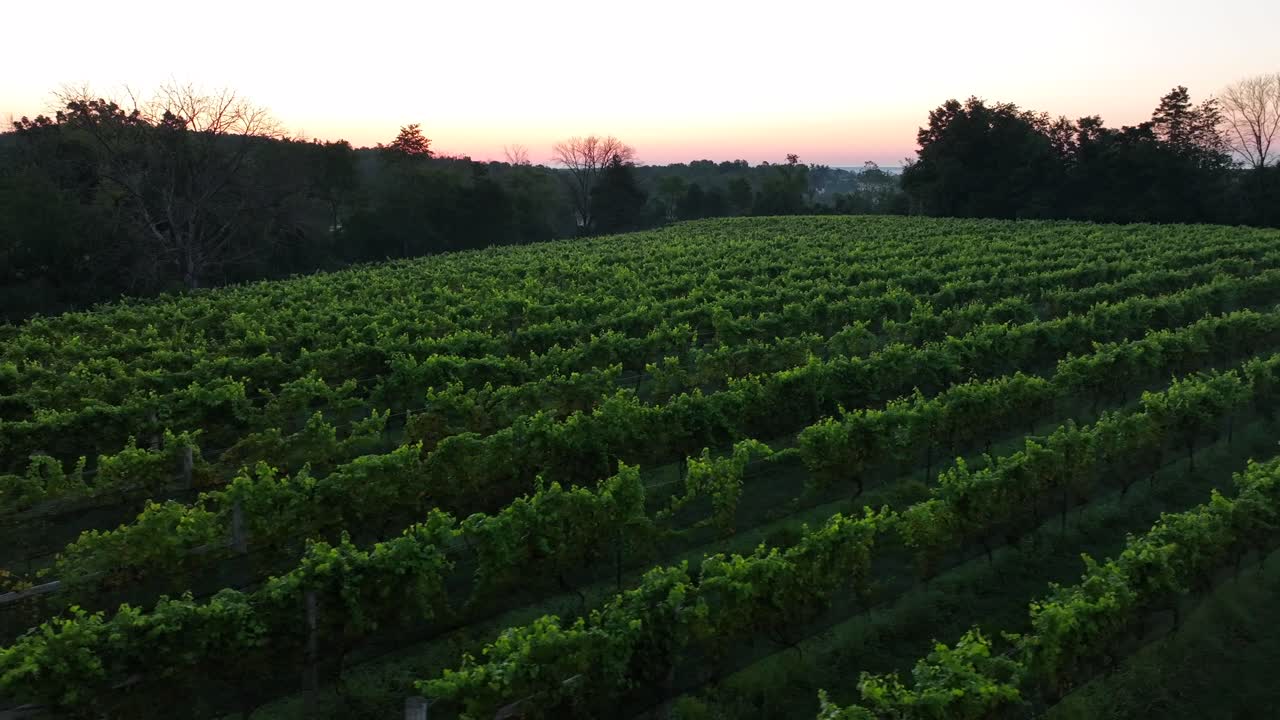 Vigneto al mattino