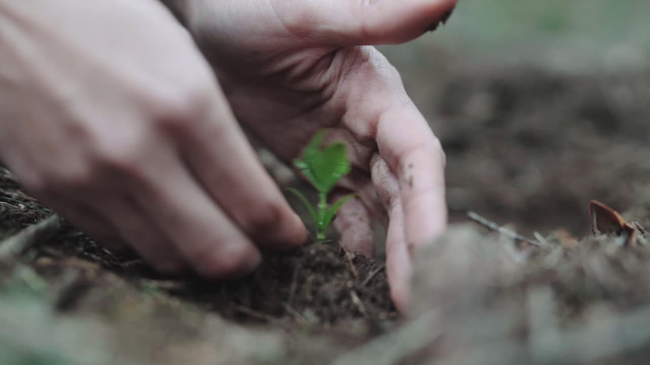 Thoughtful future planting a sapling for a greener earth