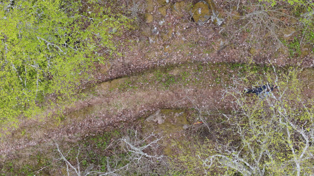 Content creator with camera in front on path through woods records dog. Top view