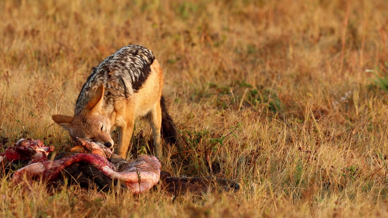 Sciacallo dalla gualdrappa che si nutre di una carcassa fresca durante un'alba africana