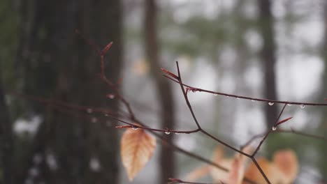 slow moving pan across trees and branches wet with snow melt