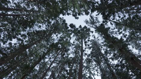 forest treetops in japanese alps, winter with snow