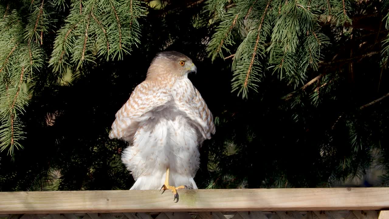 el halcón de cooper le da la espalda al fotógrafo mientras está sentado en una cerca
