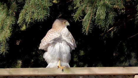 Cooper's-Hawk-turns-his-back-to-the-photographer-while-sitting-on-a-fence