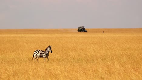 cebra africana corriendo a través de la sabana con un coche safari en la distancia en kenia, áfrica