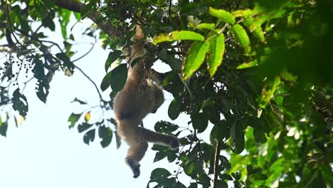 White-handed-Gibbon,-Hylobates-lar,-4K-Footage