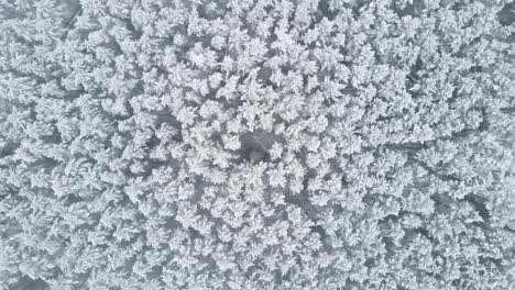 top down view of drone descending onto a forest covered in snow in the kashubian district, poland