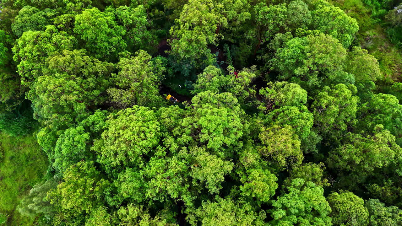Ripresa aerea di un convoglio di veicoli 4x4 su una strada tortuosa circondata da una lussureggiante foresta pluviale tropicale che conduce a Kintamani e al vulcano Monte Batur in Indonesia