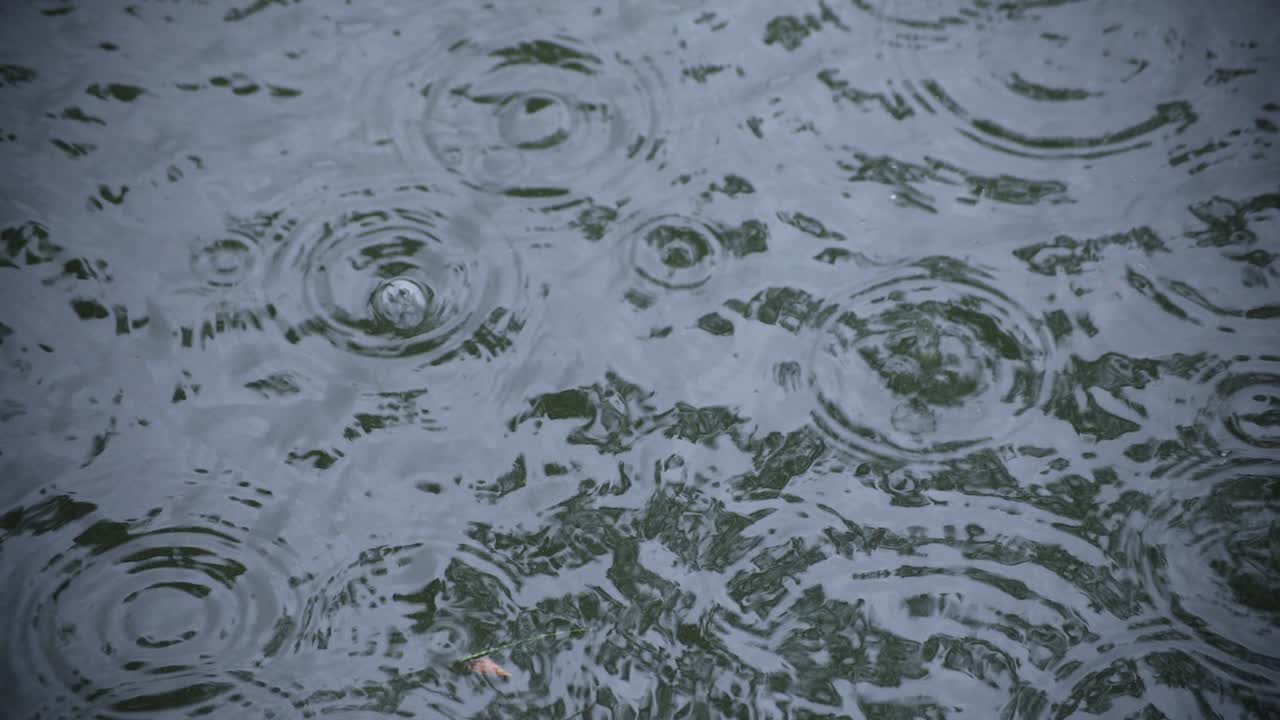 물속의 방울의 느린 움직임 연못의 비가 오는 날 클로즈업