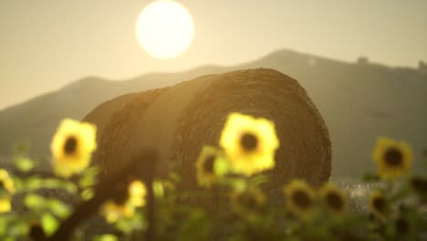 hay bales in the sunset