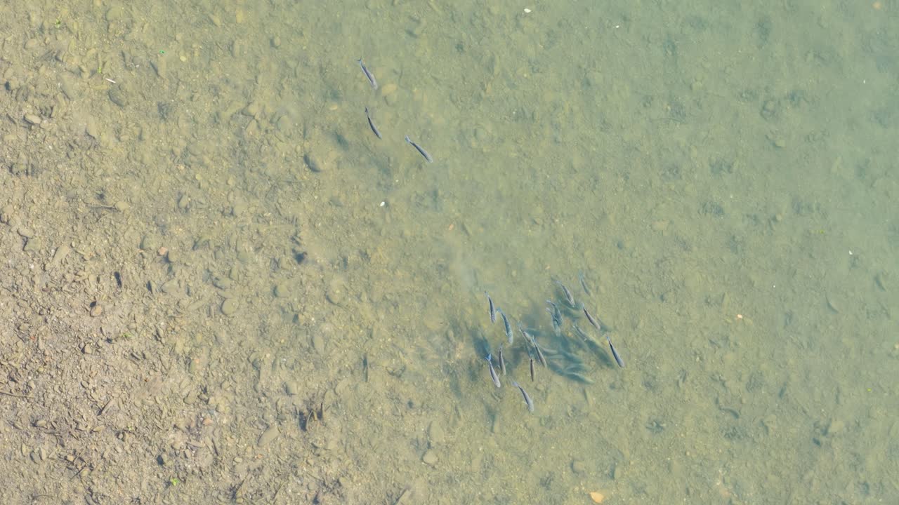 Drone captures a school of mullet fish swimming in clear, shallow waters of Port Douglas, Queensland, under bright daylight