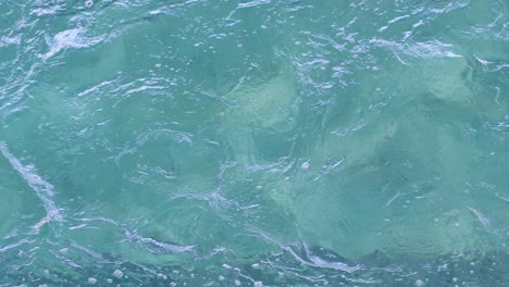 fit swimmer doing the breast stroke in the swimming pool