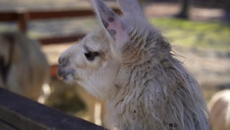 portrait of lama, focus on foreground