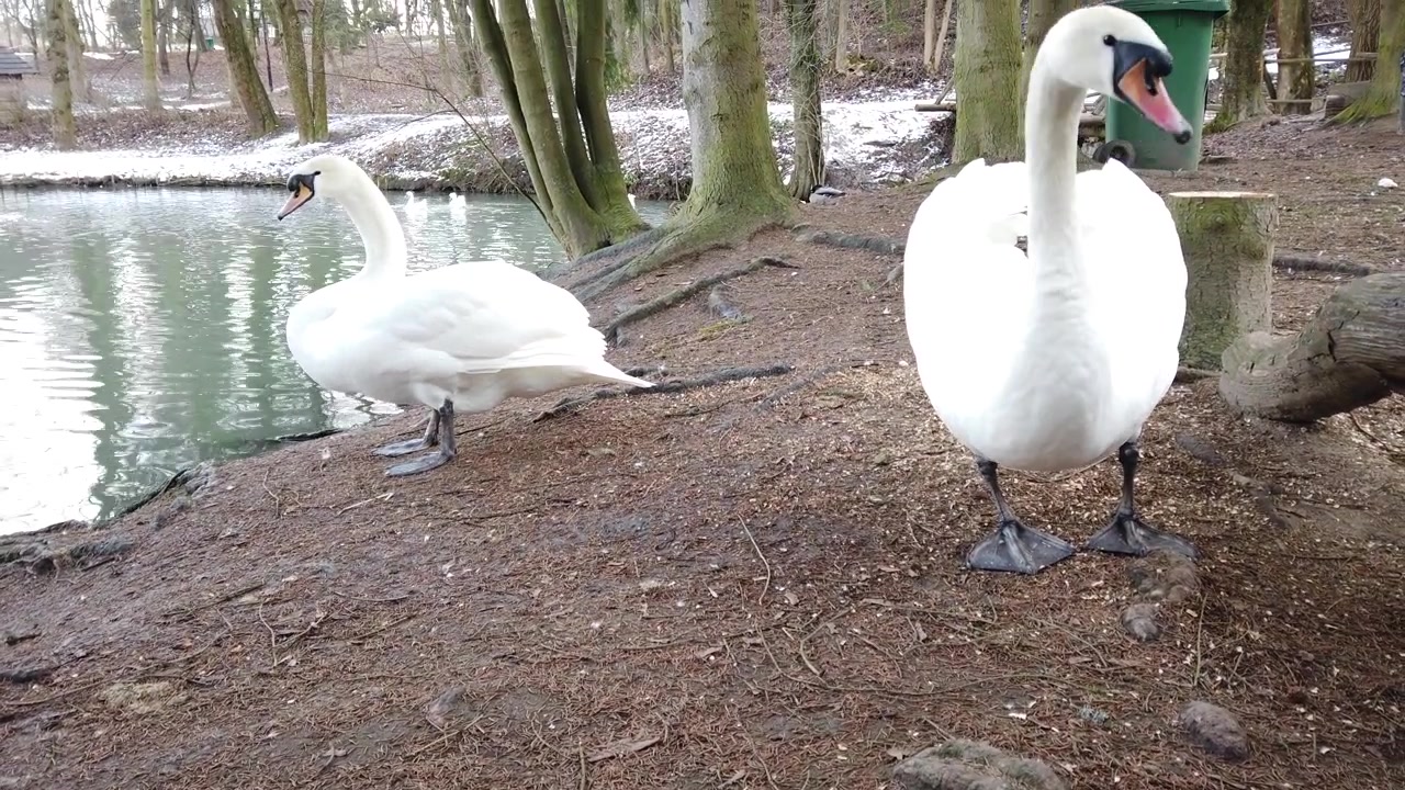 Un cigno bianco vicino allo stagno