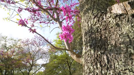 nature background of tree with rough bark, pink blossoms under a bright blue sky