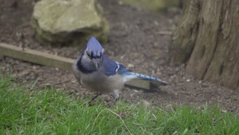 Nahaufnahme-Einer-Neugierigen-Blauhäherfütterung,-Schöner-Vogel-Kanadas