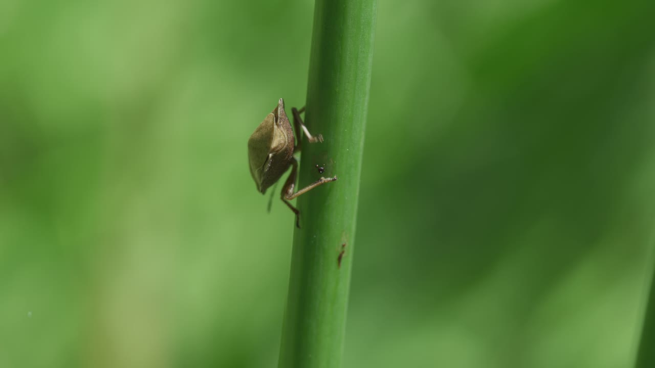 osservazione ravvicinata di un piccolo insetto su un gambo di pianta verde nell'habitat naturale