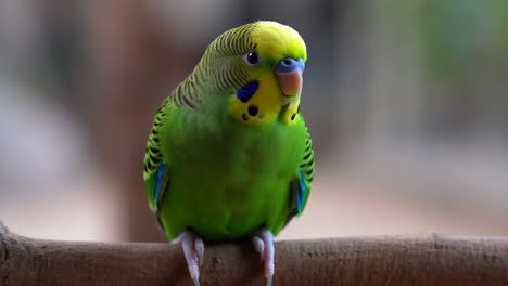 green and yellow budgerigar on a branch